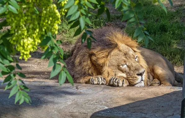 Cat, Leo, sleeping, cat, lion, sleeping