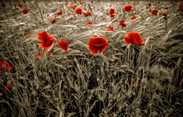 Wheat, field, red, Maki