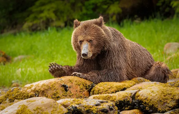 Nature, bear, brown