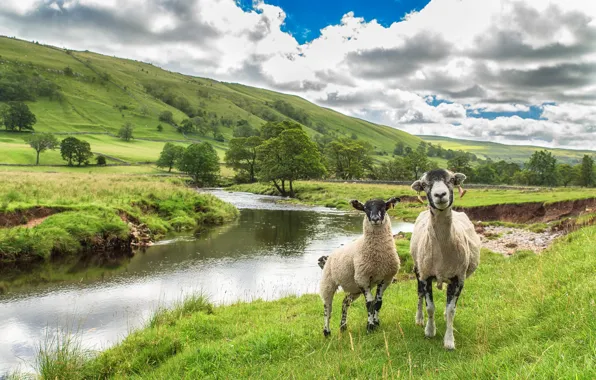Summer, grass, mountains, nature, shore, sheep, river, sheep
