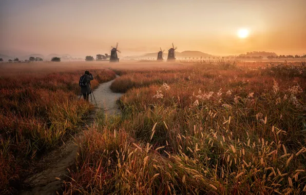 Picture field, the sky, grass, the sun, light, landscape, nature, fog