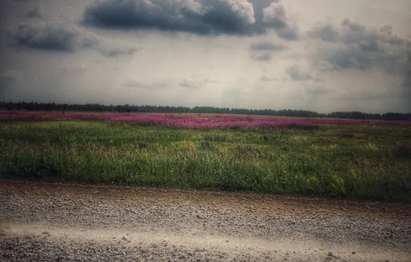 Field, flowers, beauty, wildflowers