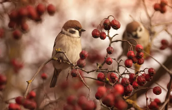 Berries, bird, Sparrow