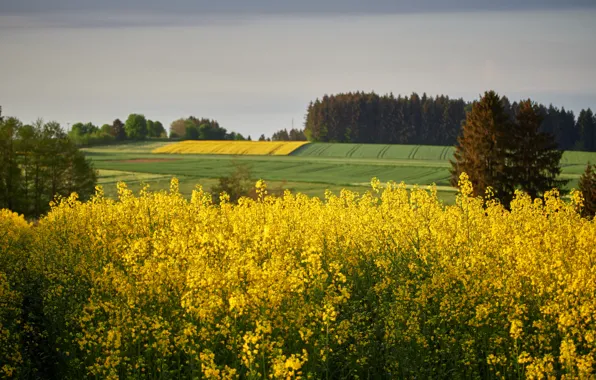 Field, forest, the sky, flowers, field, spring, yellow, meadow