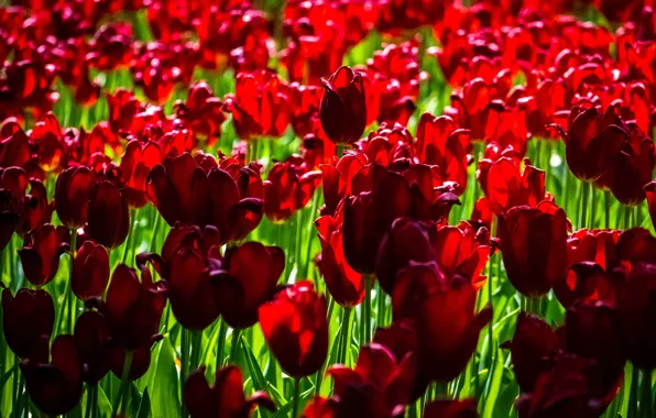 Picture field, light, flowers, red, green, glade, bright, spring