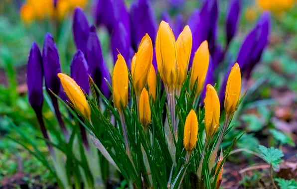 Flowers, spring, yellow, purple, crocuses, buds, primroses, Krokus