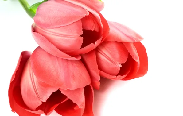 Red, tulips, white background, closeup