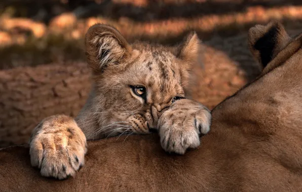 Look, face, portrait, paws, baby, lions, lioness, wild cat