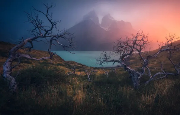 Grass, trees, mountains, branches, fog, dawn, shore, morning