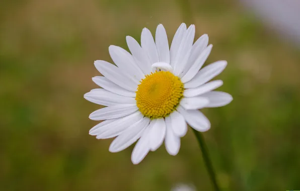 Picture flower, petals, Daisy