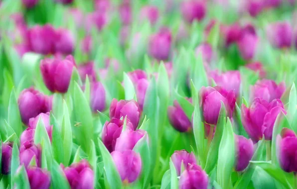 Flowers, nature, tulips