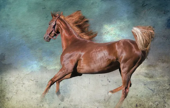 Nature, style, background, horse