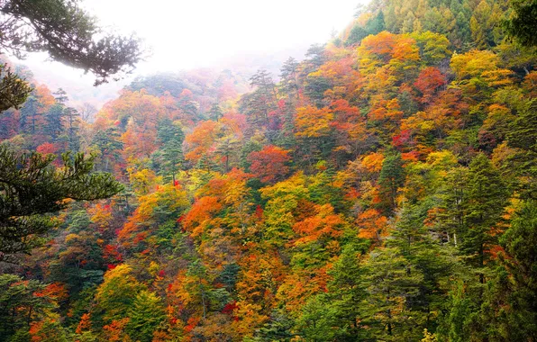 Autumn, forest, the sky, trees, slope, haze