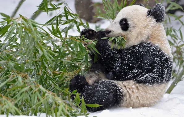 Winter, leaves, snow, branches, bamboo, Panda