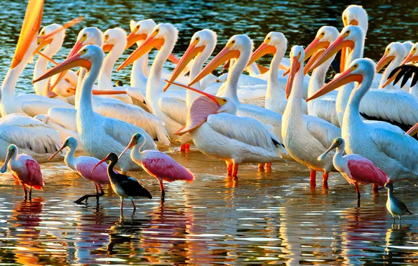 Picture water, birds, shore, color, feathers, beak, pelicans