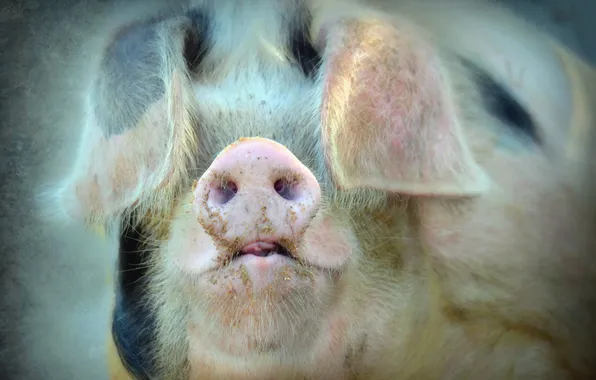 Picture face, background, pig