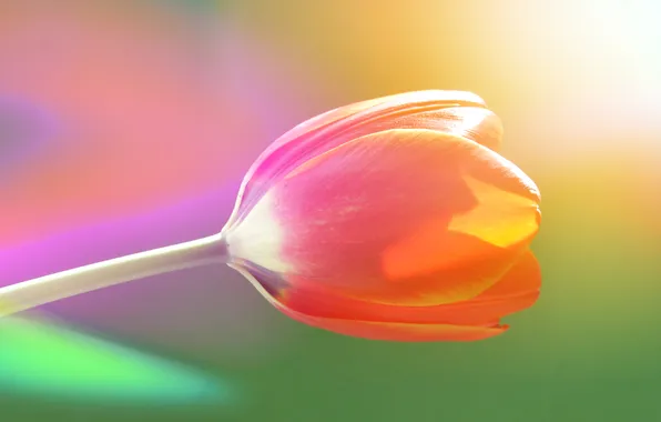 Picture lights, gentle, color, Tulip, rainbow