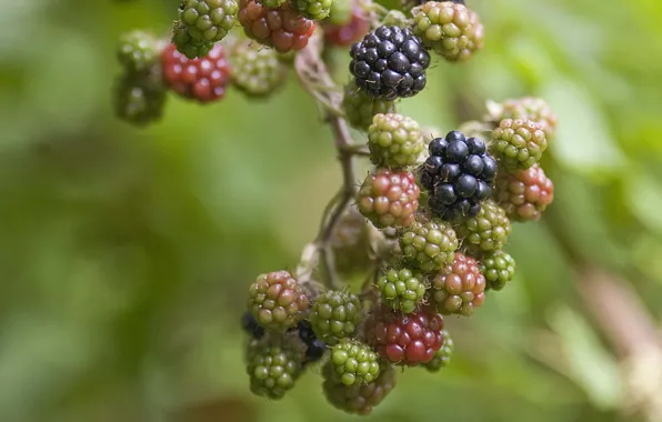 Picture berries, Branch, maturation