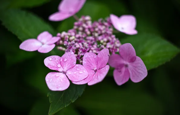 Purple, flowers, green, dobraatebe