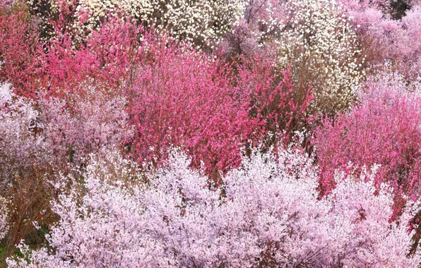Picture spring, Japan, flowering, the bushes, Fukushima, Hanamiyama Park
