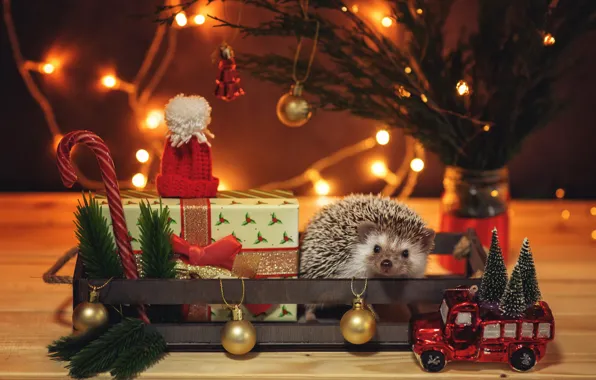 Look, balls, light, branches, table, holiday, box, gift