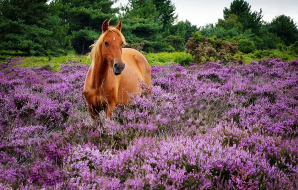 Picture horse, horse, Heather
