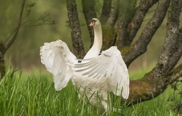 Tree, bird, wings, Swan, neck