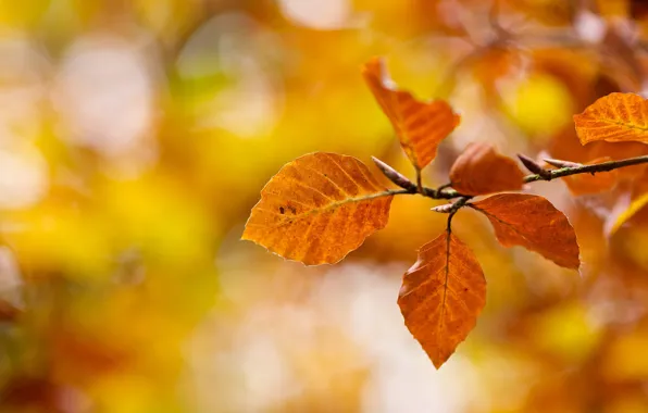 Autumn, macro, nature, branch, yellow, Leaves, orange, bokeh