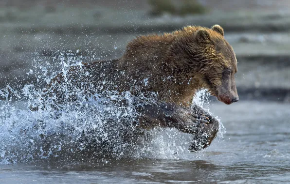 Water, squirt, bear, running