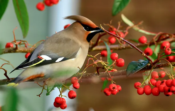 Picture autumn, birds, nature, berries, bird, branch