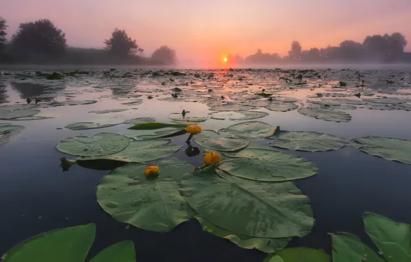 Fog, pond, water lilies
