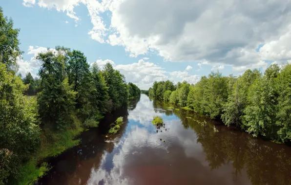 Picture water, river, shore, for, perspective, stream, the bushes