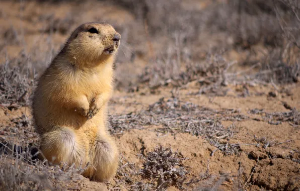 Sand, animal, small, sitting, looks, Gopher