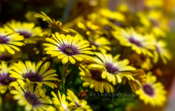 Picture summer, flowers, nature