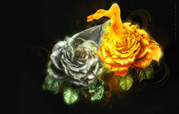 Roses, splash, silver, gold, art, splash, roses, photoart