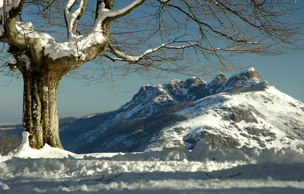 Picture winter, snow, mountains, tree, Spain, Spain, Basque Country, Peñas de Aya