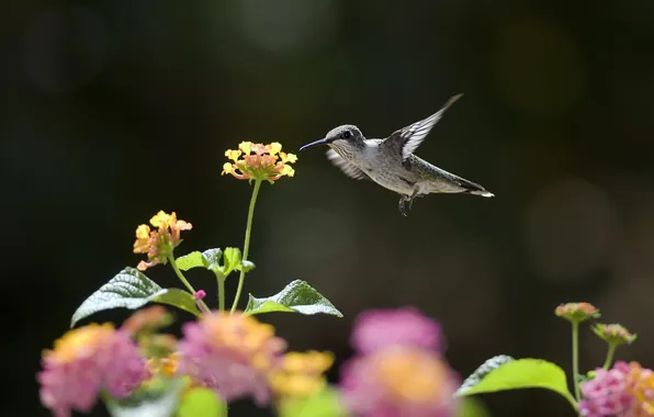 Flowers, nectar, bird, Hummingbird, Sunny