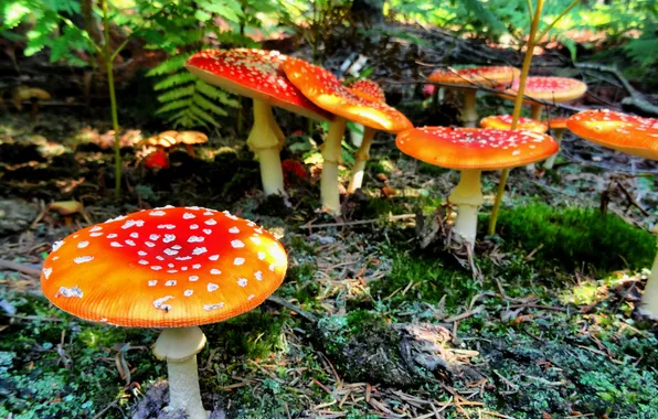 Picture forest, mushrooms, mushroom