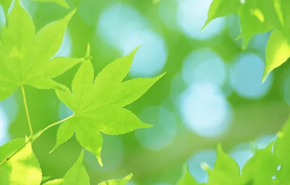 Summer, leaves, green, leaves
