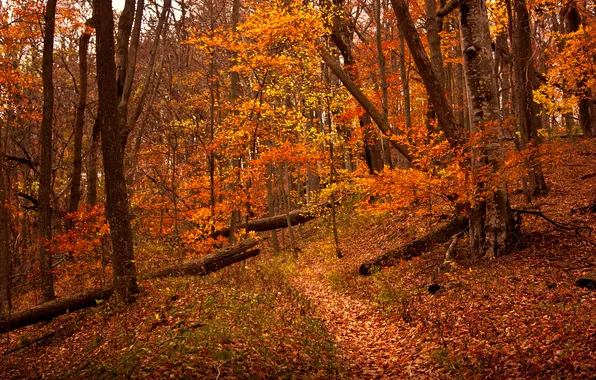 Autumn, forest, leaves, trees, slope, path
