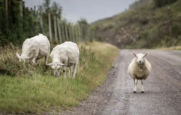 Road, nature, sheep