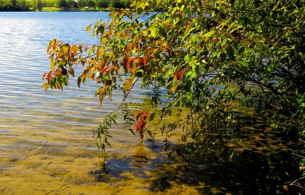 Autumn, leaves, water, lake, tree