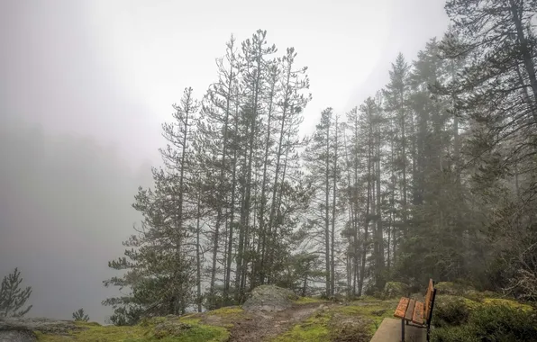 Nature, fog, bench