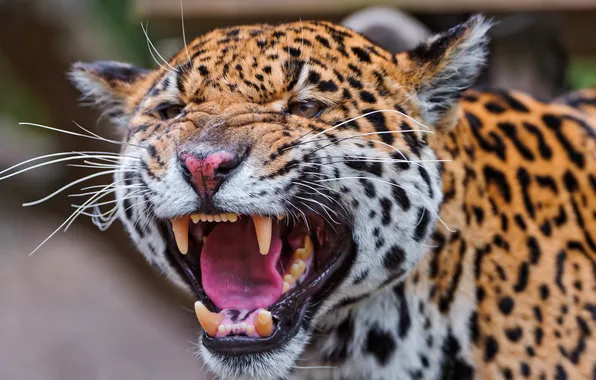 Picture predator, fangs, Jaguar