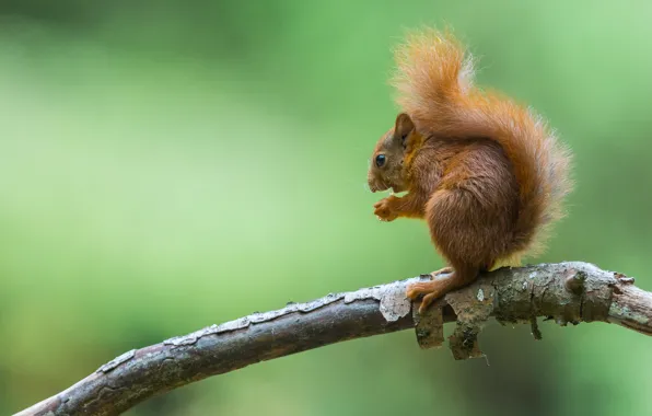 Pose, branch, protein, tail, animal, bark, sitting, green background