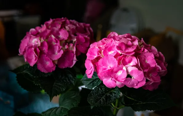 Leaves, flowers, the dark background, pink, Duo, hydrangea