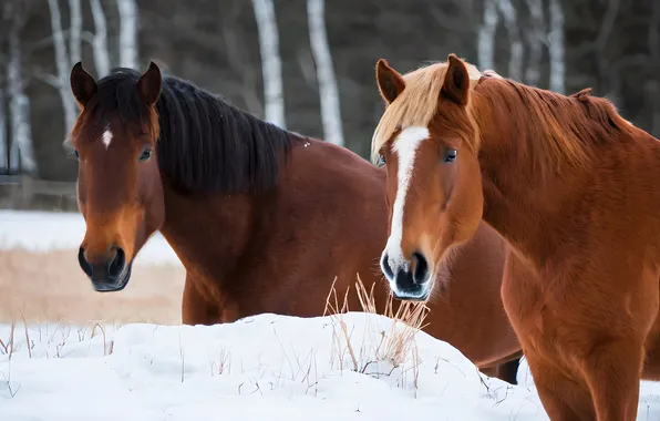 Winter, forest, look, snow, horse, horse, horses, horse