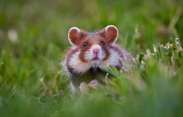 Greens, grass, look, pose, glade, legs, hamster, muzzle