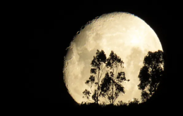 Picture trees, the moon, silhouette