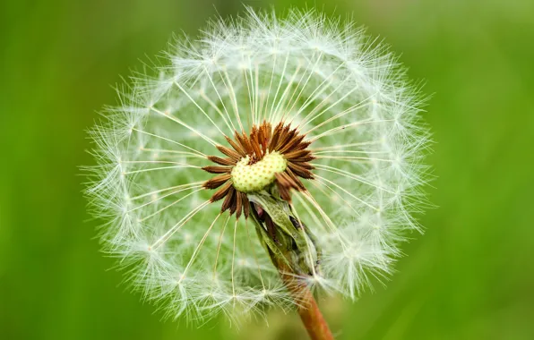 Macro, dandelion, fluff